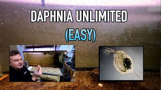 How I Raise Daphnia Water Fleas And You Can Too [upl. by Rufus566]