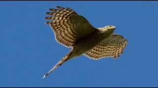 Sparrowhawk Bird Call Bird Song [upl. by Asiral]