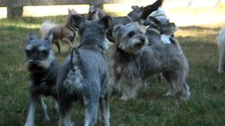 Miniature Schnauzer Howling Party [upl. by Raab]