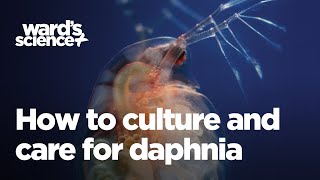 Caring and Culturing for Daphnia [upl. by Ynnep]