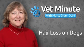 Canine Hair Loss Fur Loss in Dogs [upl. by Ursola]