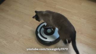 Cat shows HOW TO use iRobot Roomba Vacuum [upl. by Frankie]