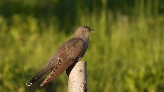 Ptice Hrvatske  Kukavica mužjak Cuculus canorus Birds of Croatia  Cuckoo male 13 [upl. by Issy38]