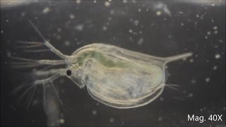 Daphnia magna under the Microscope [upl. by Sadnak160]