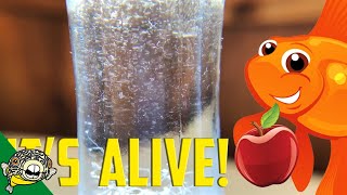 How to culture Vinegar Eels The EASY Way Live Fish Food [upl. by Kruter26]