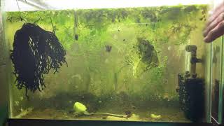 Scuds Daphnia Cherry Shrimp Copepods My aquatic food culture [upl. by Drapehs]