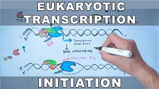 Transcription Initiation in Eukaryotes [upl. by Sudnac]