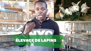 COMMENT DÉBUTER LELEVAGE DE LAPIN [upl. by Ahsiaa]