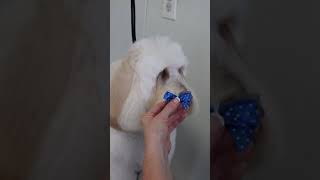 How to put a bow in your dogs hair to last for days Shorts [upl. by Donovan]