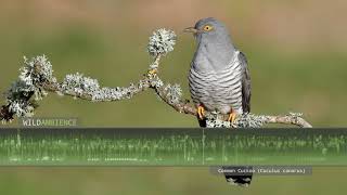 Common Cuckoo Call amp Sound  Typical cuckoo song along with other sounds [upl. by Ottinger53]