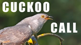 Bird sounds  CUCKOO call [upl. by Gervase]