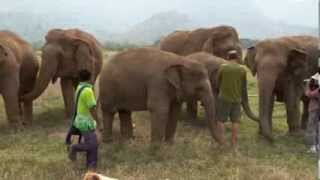 Trumpet with the Elephants  ElephantNews [upl. by Adnil]