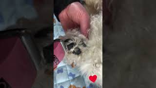 How to clip the hair in between your dogs pads Enjoy [upl. by Barnaby281]