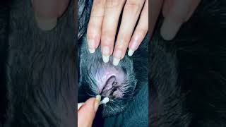 Satisfying ear wax removing video from Labrador puppy [upl. by Ahsila]