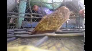 Burung Kedasih Trotolan [upl. by Armin]