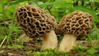 How to Grow Morel Mushrooms in your yard  Success I grew Morel Mushrooms in my yard [upl. by Rahm811]