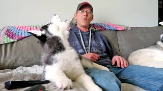 Husky Puppy Howling  Kira Finds Her Voice [upl. by Lulita301]