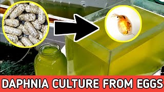 HOW TO HATCH DAPHNIA EGGS  HOW TO CULTURE DAPHNIA [upl. by Yajnas58]