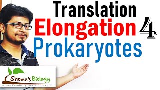 Translation elongation  translation in prokaryotes lecture 4 [upl. by Nnylrats111]