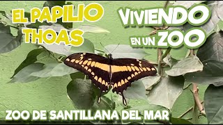 El Papilio thoas [upl. by Etnoled]