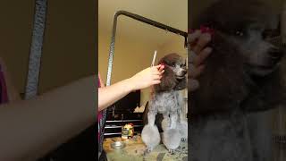 The easiest way to put bow on your dog hair [upl. by Anitsud]