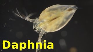 Daphnia [upl. by Herstein]