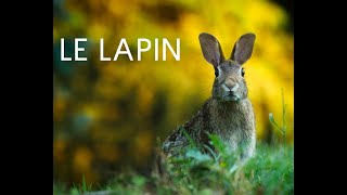 Le lapin documentaire [upl. by Ylenaj59]