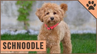 Schnoodle Dog Breed  The Schnauzer Poodle Mix Breed [upl. by Yonatan]