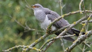 Call of the common cuckoo  Cuculus canorus  Kuckuck [upl. by Fiske]