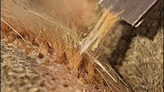 Satisfying Ingrown Paw Hair [upl. by Tedman]