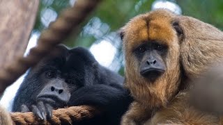 Hear a Howler Monkey Howl [upl. by Leiba]