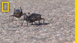 Giant Swarm of Mormon Crickets  National Geographic [upl. by Nwahs]