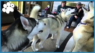 4 HUSKIES HOWLING TOGETHER [upl. by Barbi461]