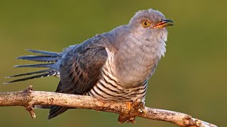 Bird sounds – Common cuckoo Cuculus canorus [upl. by Ericka]