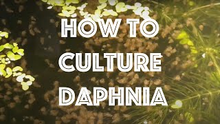 How To Culture Daphnia Magna [upl. by Robbie]