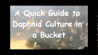 How to culture daphnia outside [upl. by Hctub]