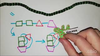 What is Phosphorylation [upl. by Haslam]