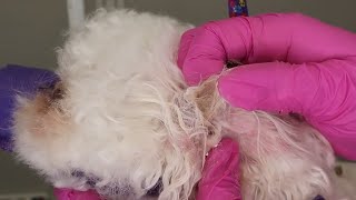 Intense Dog Ear Hair Removal [upl. by Ardnasac]