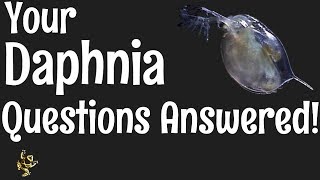 Daphnia Questions Answered [upl. by Ferdinana982]