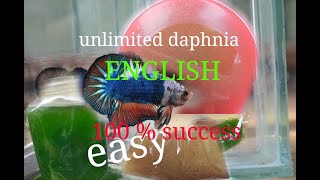 daphnia moina culture Easy way Unlimited production English  with sub Green water Chlorella [upl. by Aikim699]