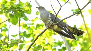 Common cuckoo Cuculus canorus [upl. by Gerita]