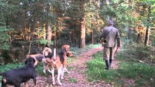 Fox hunting with dogs [upl. by Harbison519]