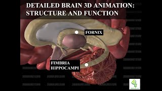 Anatomy of the Brain  Dissectible Model [upl. by Kirshbaum629]