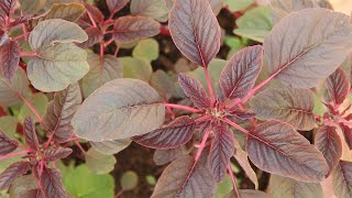 Growing Amaranth From Seeds [upl. by Huberto]