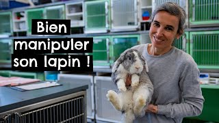 Comment bien manipuler son lapin  🐰 [upl. by Pier]