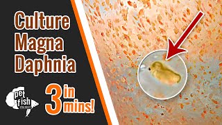 How to culture DAPHNIA MAGNA  The easy way [upl. by Eesdnil]