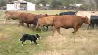 Border Collies Herding Cattle [upl. by Flinn822]