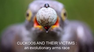 Cuckoos and their victims An evolutionary arms race [upl. by Ahsela404]