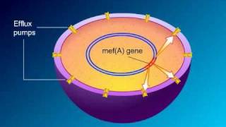 Macrolides Mechanisms of Action and Resistance [upl. by Bergren845]