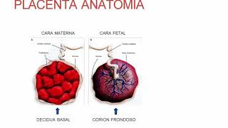 Morfología y Fisiología Placentaria  Obstetricia  Clase 13 [upl. by Seabrooke]